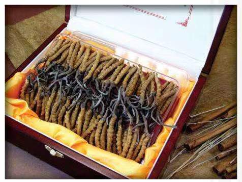 哈尔滨冬虫夏草回收